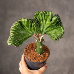 Kaktus Euphorbia szczepiona - wilczomlecz