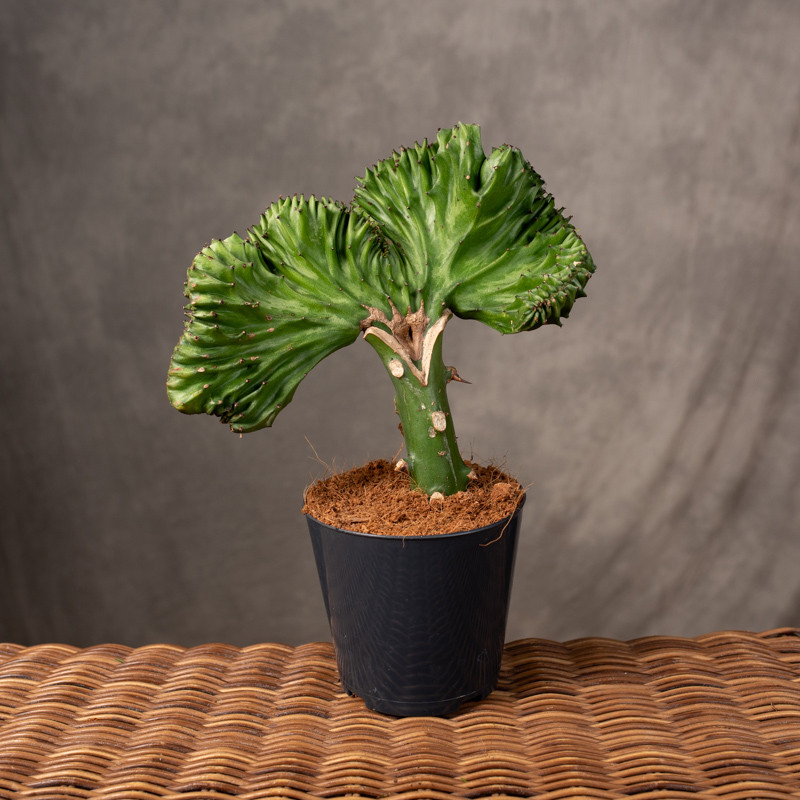 Euphorbia szczepiona 'Green'