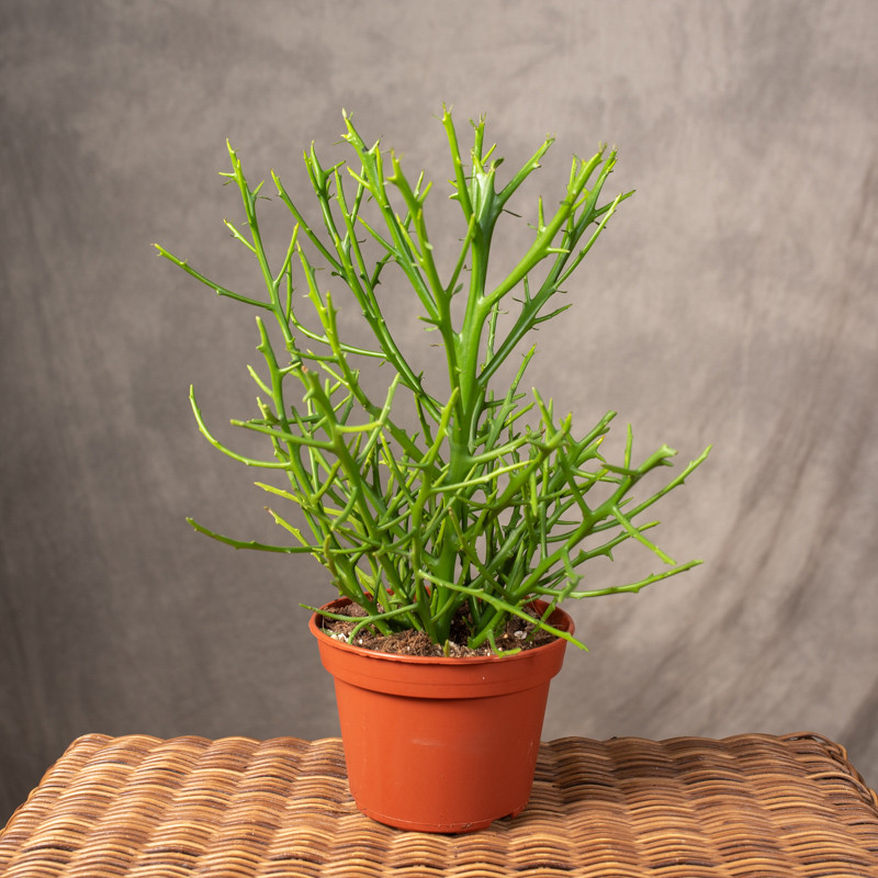 Euphorbia x lambinoniana