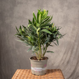 Oleander | Tomaszewski