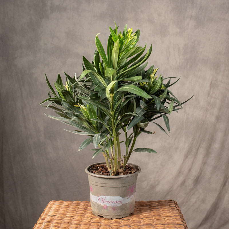 Oleander | Mix kolorów | Duży