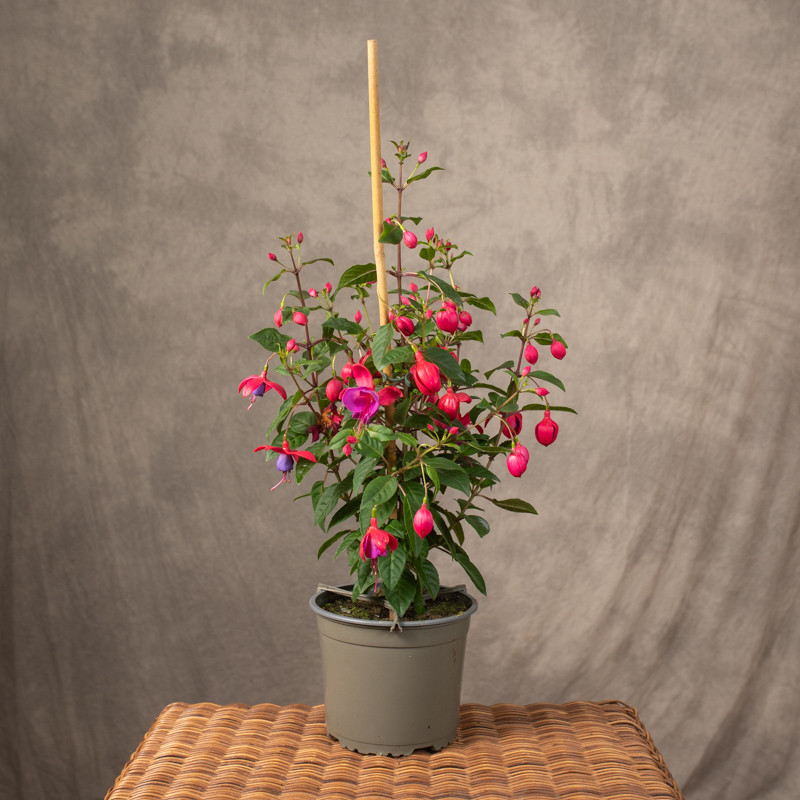Fuksja 'Bella Fuchsia Susanna'