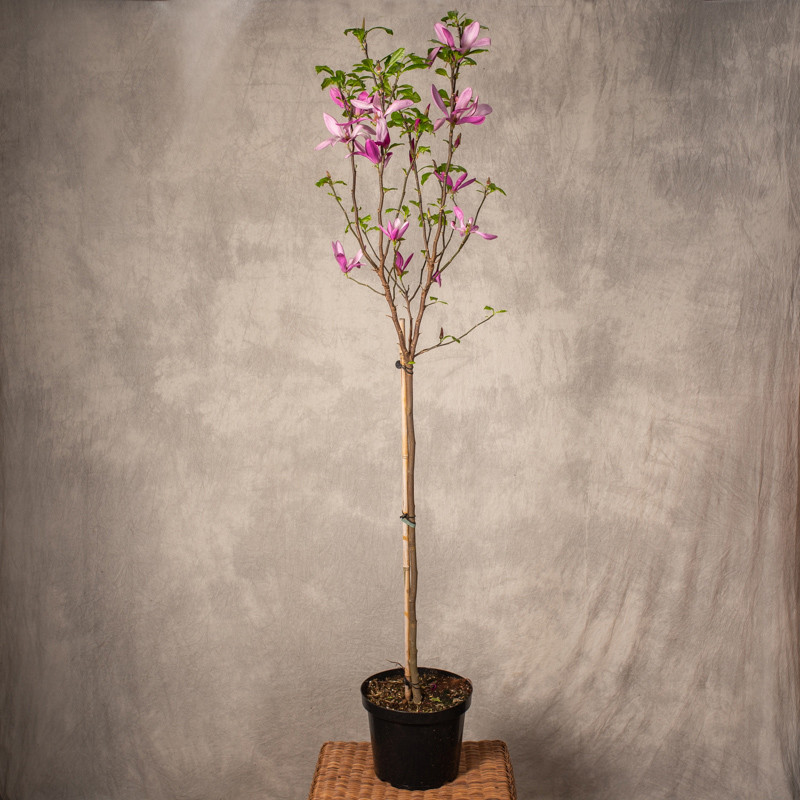 Magnolia 'Susan' | Na pniu