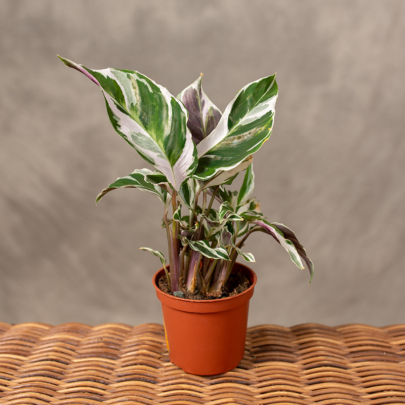 Kalatea 'Fusion White' | Mini