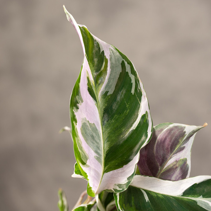 Kalatea 'Fusion White' | Tomaszewski