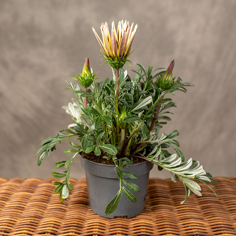 Gazania lśniąca 'Kiss White'
