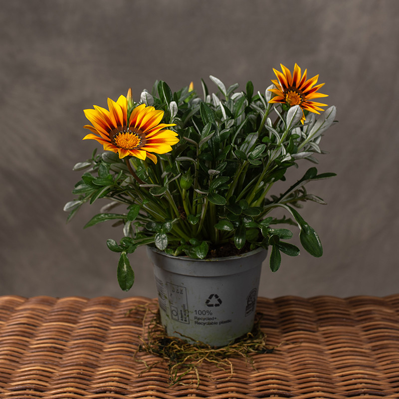 Gazania lśniąca 'Magic'