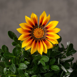 Gazania lśniąca 'Magic' | Tomaszewski