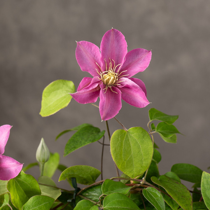 Klematis 'Boulevard Pink' | Tomaszewski