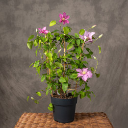 Klematis 'Boulevard Pink' | Tomaszewski