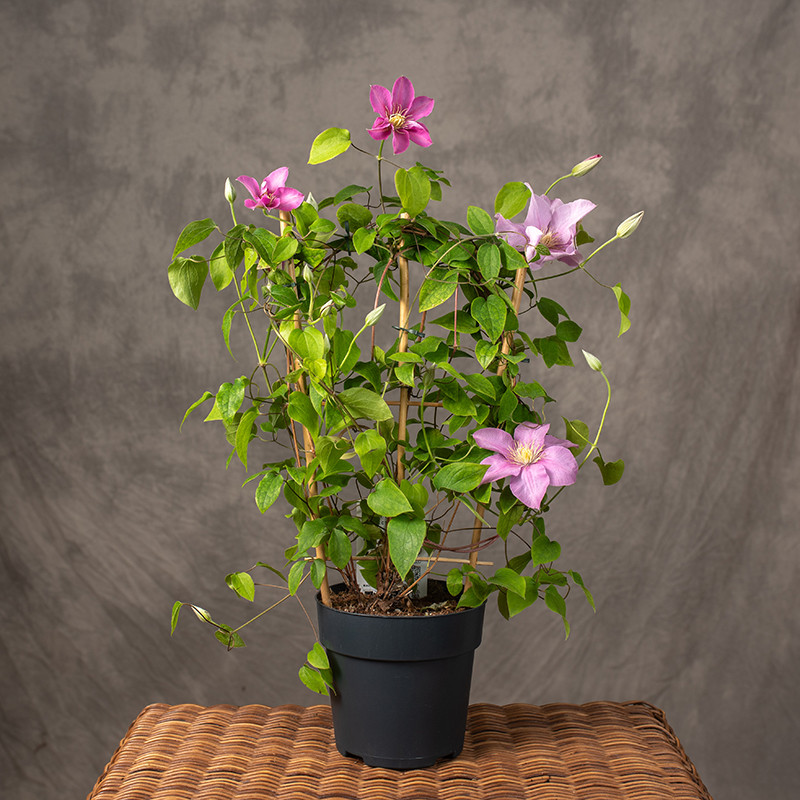 Klematis 'Boulevard Pink'