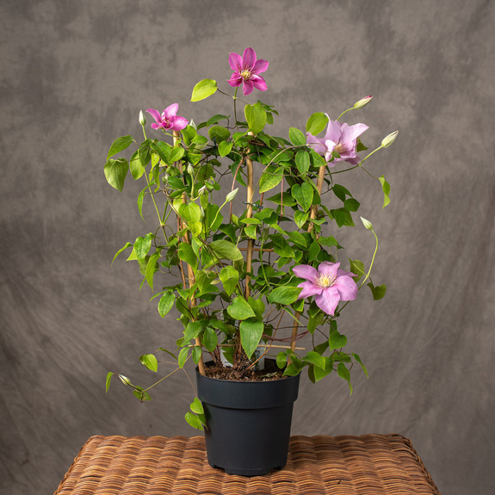 Klematis 'Boulevard Pink' | Tomaszewski