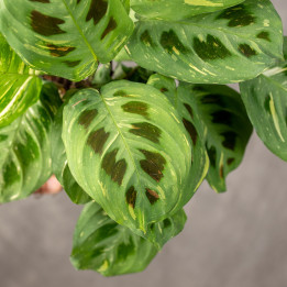 Maranta białounerwiona 'Fiesta' | Tomaszewski