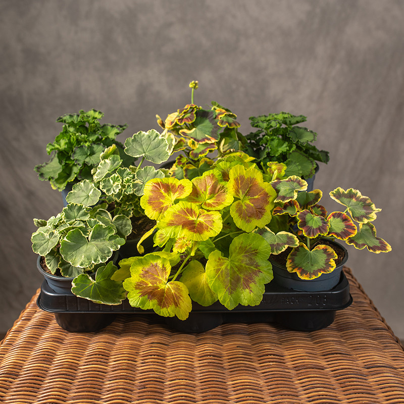 Pelargonia rabatowa 'Bonte'...