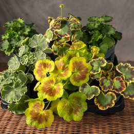 Pelargonia rabatowa 'Bonte' MIX kolorów | Tomaszewski