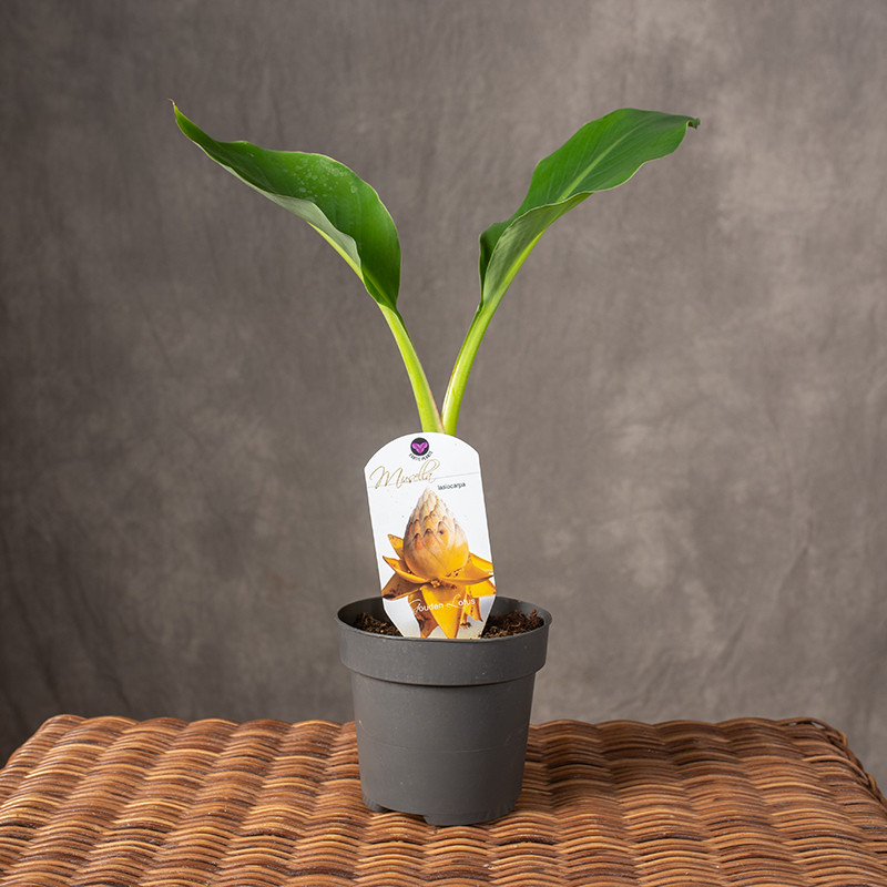 Bananek chiński