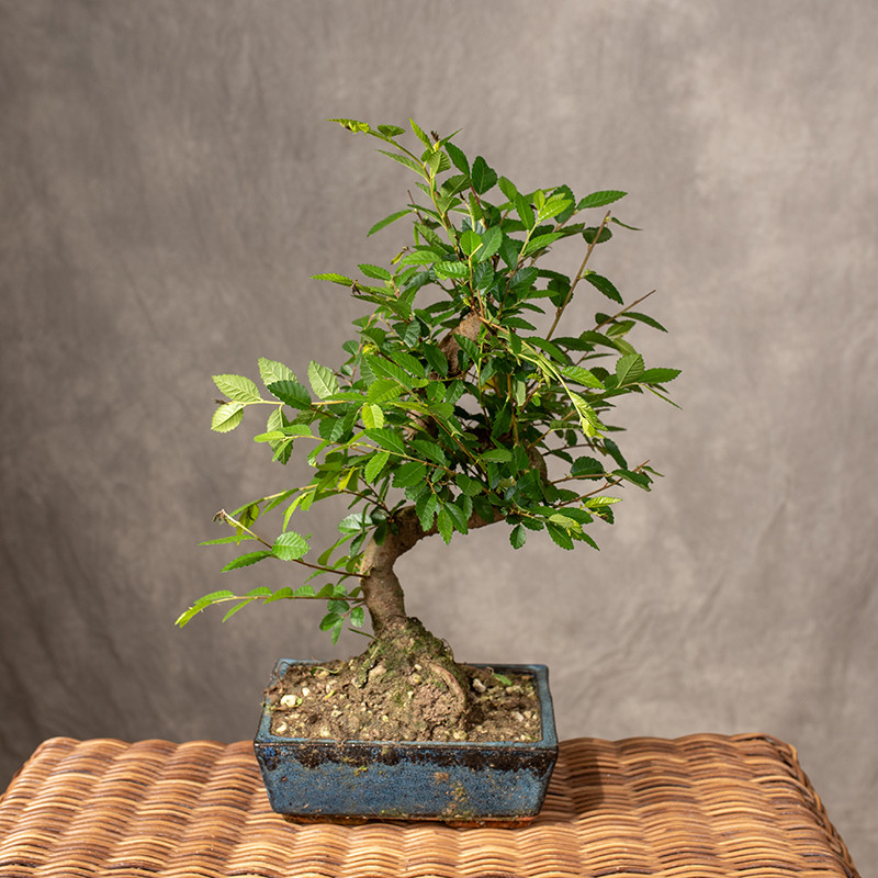 Brzostownica japońska | Bonsai
