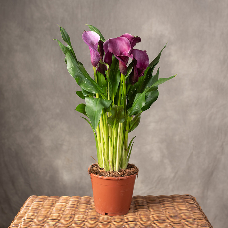 Zantedeschia purpurowa