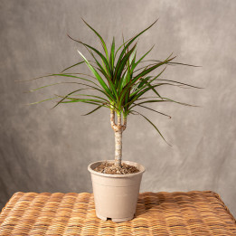 Dracena obrzeżona | Tomaszewski