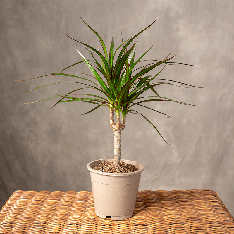 Dracena obrzeżona