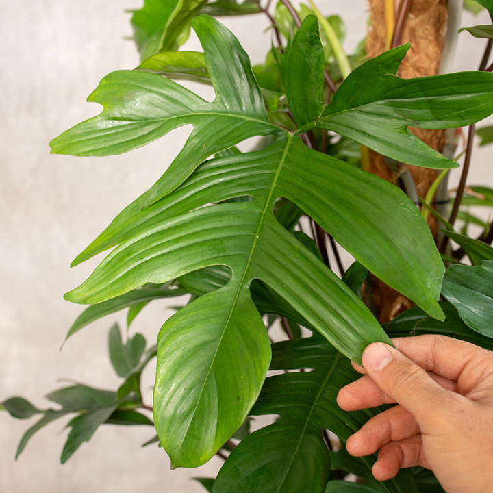 Filodendron pedatum na pniu | Tomaszewski