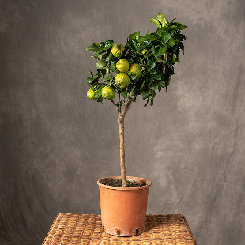 Limetta 'Pursha' | Duża