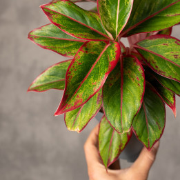 Aglonema 'Jungle Red' | Tomaszewski