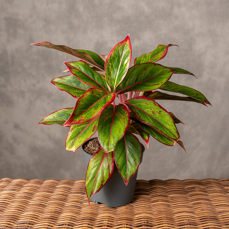 Aglonema 'Jungle Red'