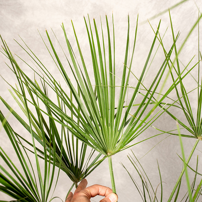 Chamaerops humilis | Duży