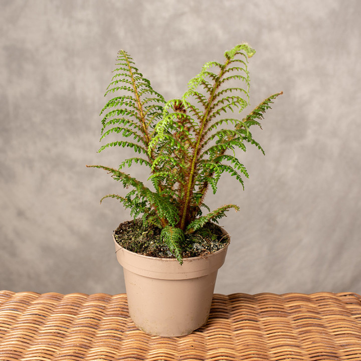 Cyathea tomentosissima 'Highland Lace' | Tomaszewski
