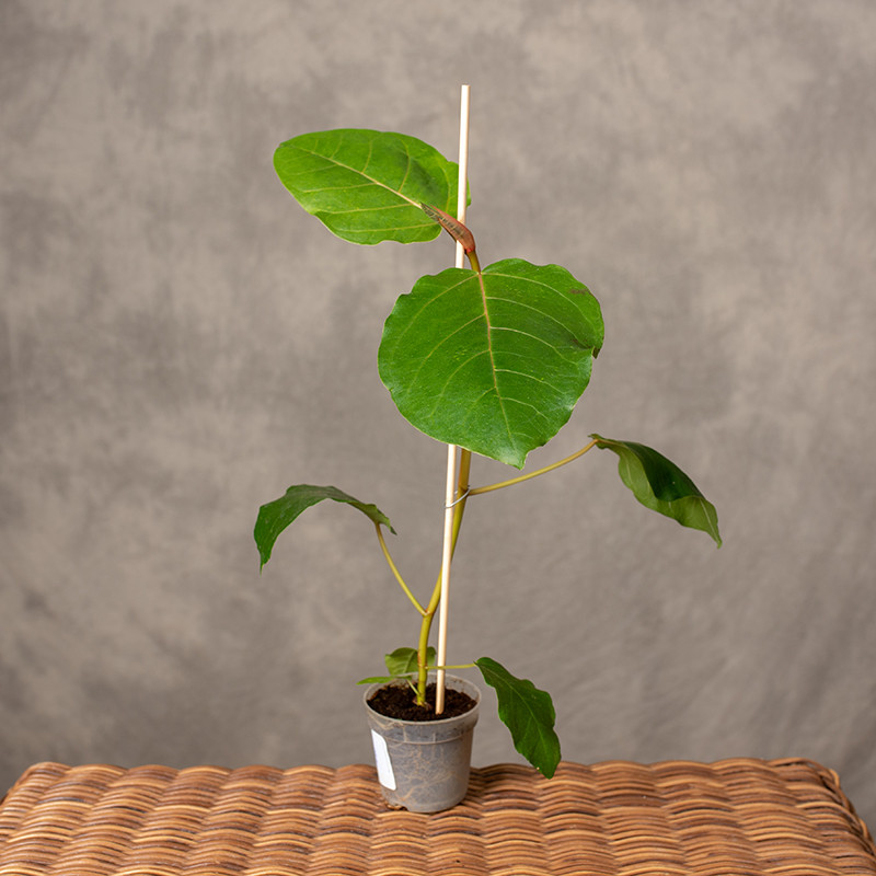 Ficus dammaropsis | Mini