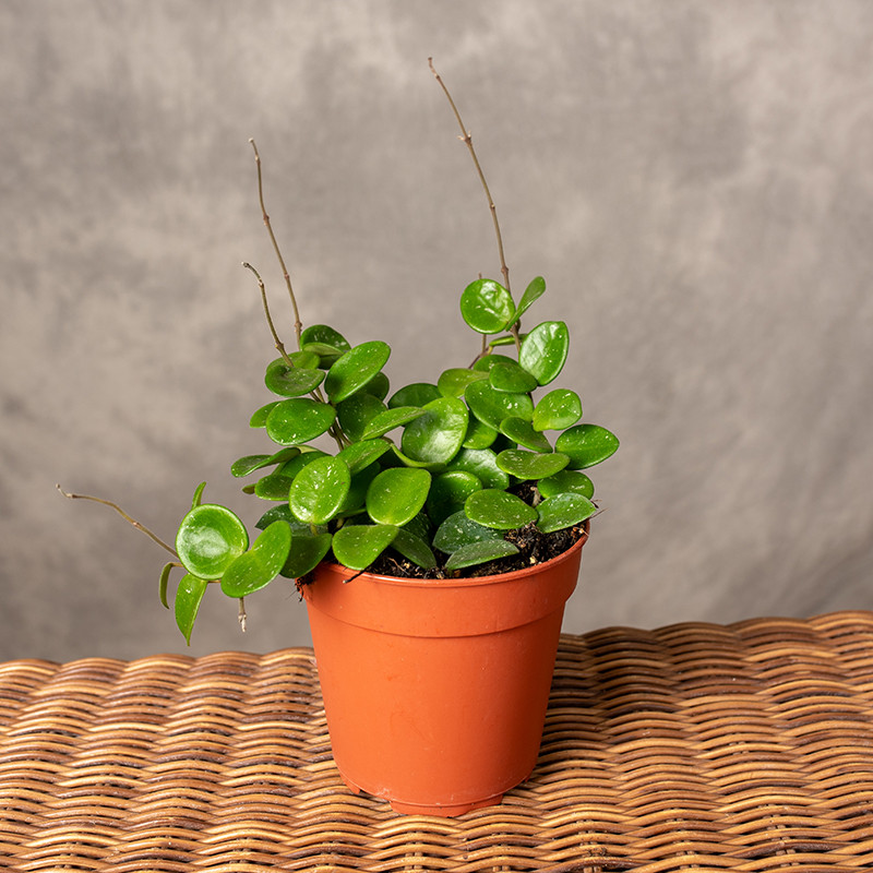 Hoja 'Mathilde Splash'