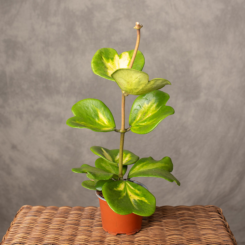 Hoja kerrii 'Variegata'