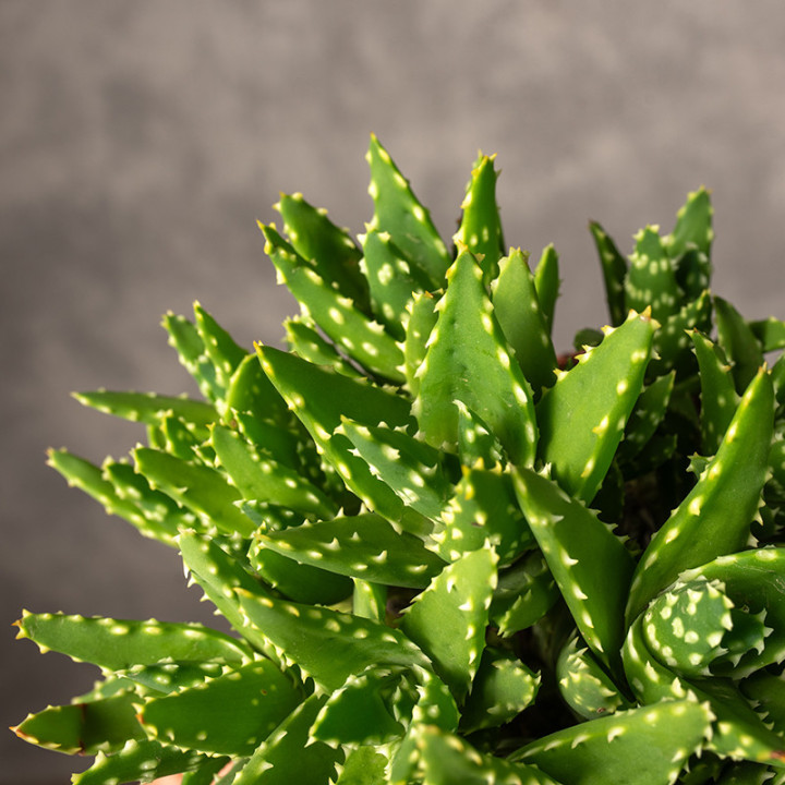 Aloe mitriformis | Tomaszewski
