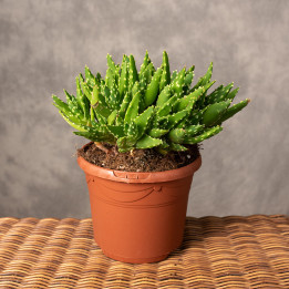 Aloe mitriformis | Tomaszewski