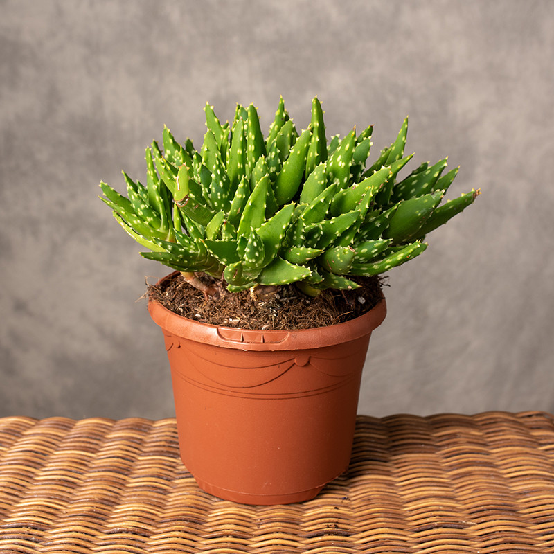 Aloe mitriformis