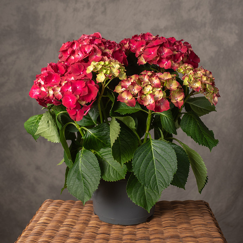 Hortensja ogrodowa 'Hi Fire'