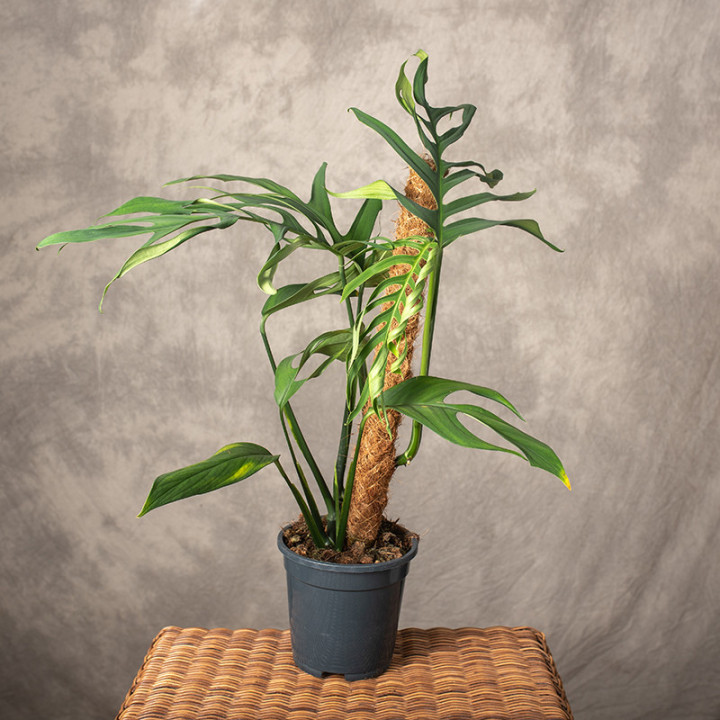 Monstera croatii | Tomaszewski