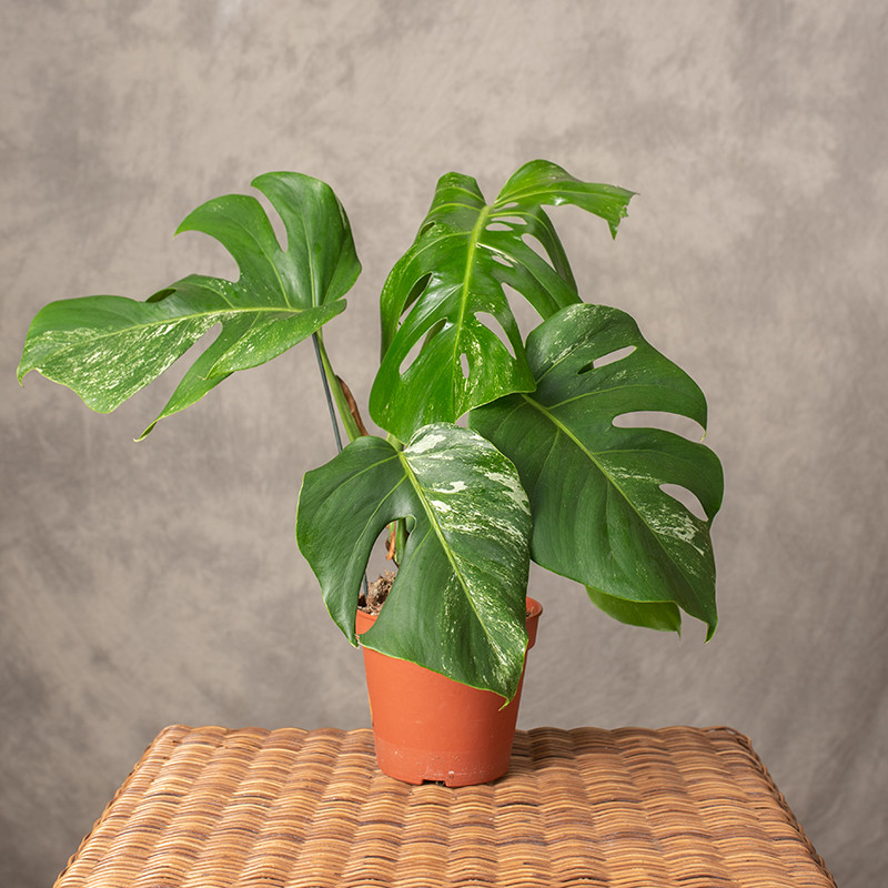 Monstera 'Variegata'