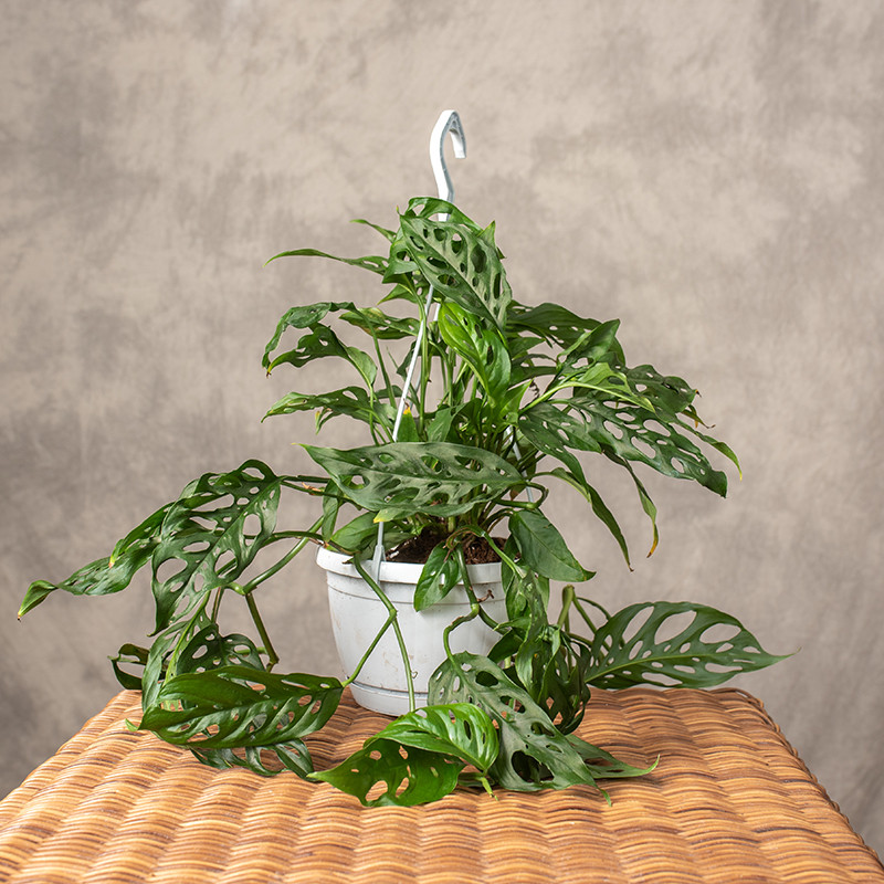 Monstera obliqua...