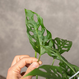Monstera obliqua 'Leichtlinii' | Tomaszewski