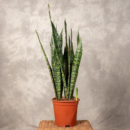 Sansewieria 'Jamaiquina Queen' | Tomaszewski