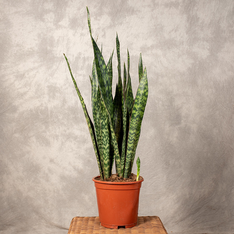 Sansewieria 'Jamaiquina Queen'