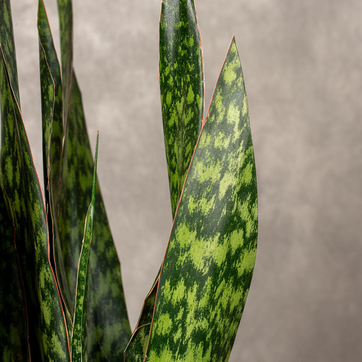 Sansewieria 'Jamaiquina Queen' | Tomaszewski