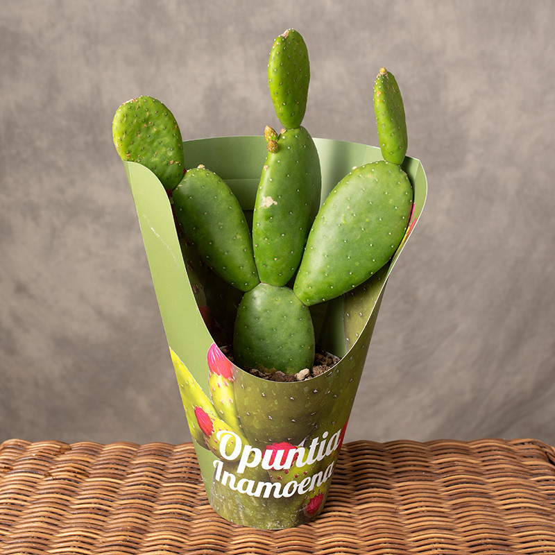 Opuntia inamoena | Opuncja