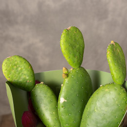 Opuntia inamoena Opuncja | Tomaszewski