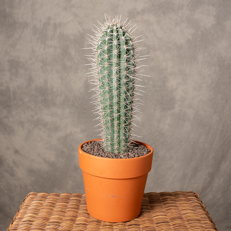 Pachycereus pecten-aboriginum