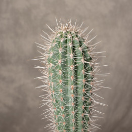 Pachycereus pecten-aboriginum | Tomaszewski