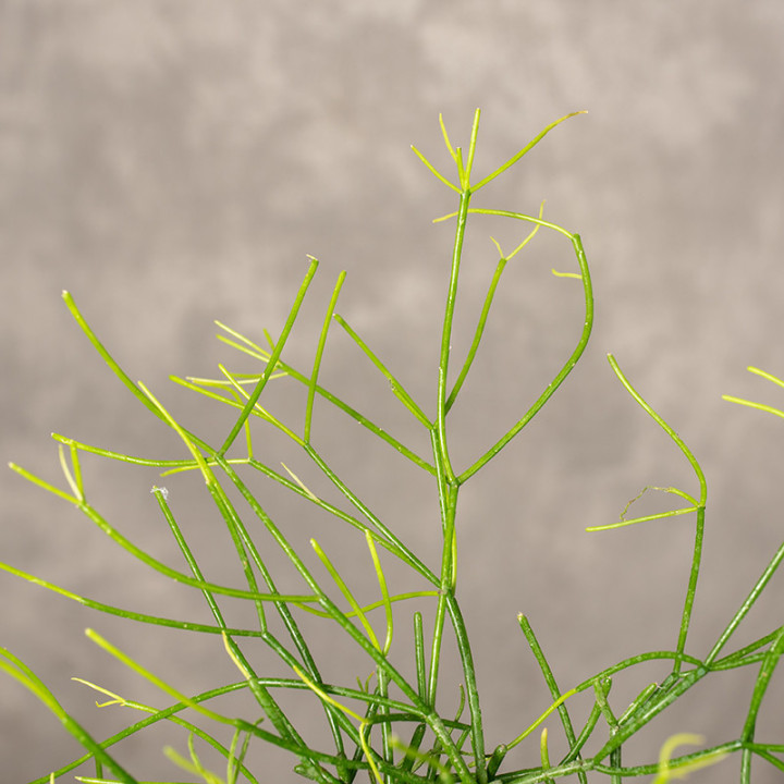 Rhipsalis 'Easy Sweety' I Wiszący | Tomaszewski