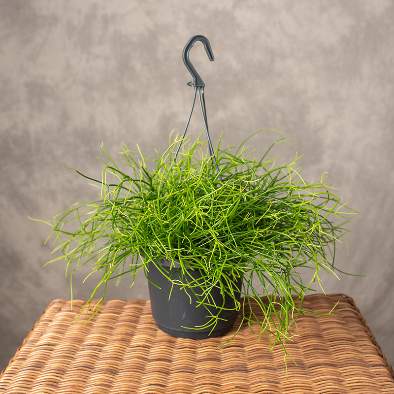 Rhipsalis 'Easy Sweety' I...